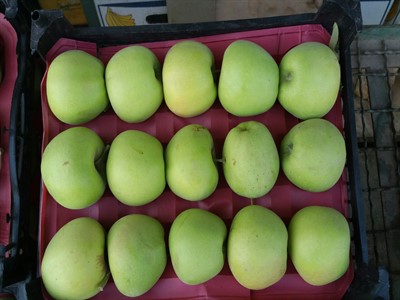 شانه میوه پلاستیکی سیب جهت عرضه به تهران